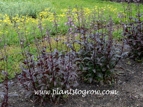 Black Beard Bearded Tongue (Penstemon)